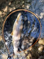 Forelle Triesting I/4 Andreas Schweiger 1,7kg 49cm 